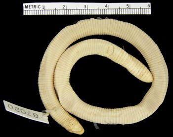 Media type: image; Herpetology R-67020